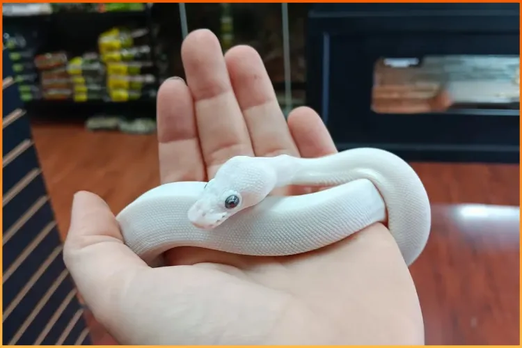 Small white snake being held in hand during Boise Reptile Care Education session