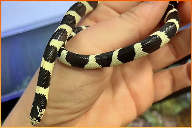 Kingsnake available at Boise Reptile Company in Boise, Idaho for reptile keepers.