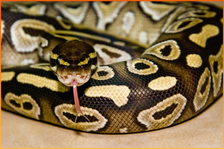 one of The Best Snakes for Beginners is the Ball python available at Boise Reptile Company in Boise, Idaho for snake enthusiasts.