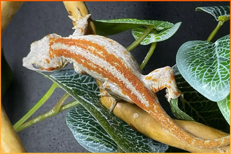 Red and white Gargoyle Gecko for sale perched on a green leaf in its terrarium at Boise Reptile Company in Boise, Idaho