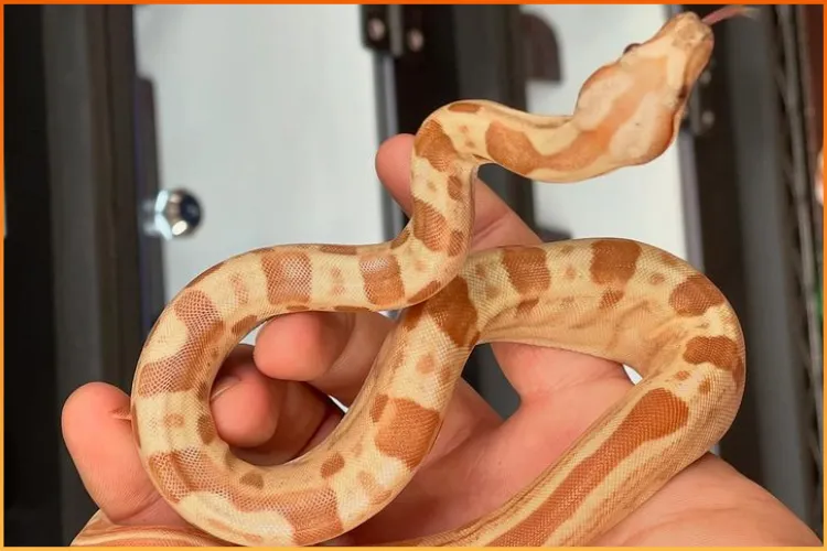 Boa snake and the Best Snakes for Beginners for sale at Boise Reptile Company in Boise, Idaho, your trusted reptile store.