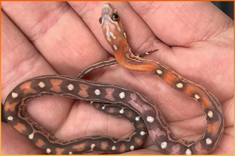 Corn snake for sale at Boise Reptile Company in Boise, Idaho, one of the best snakes for beginners