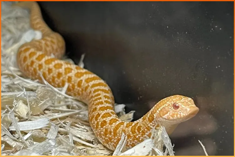 Hognose snake available at Boise Reptile Company in Boise, Idaho with expert care tips.