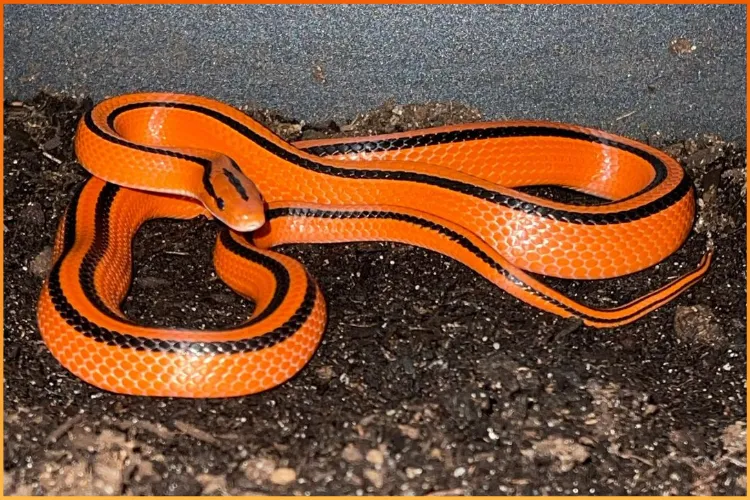 Rat snake for sale at Boise Reptile Company in Boise, Idaho, your local reptile store.