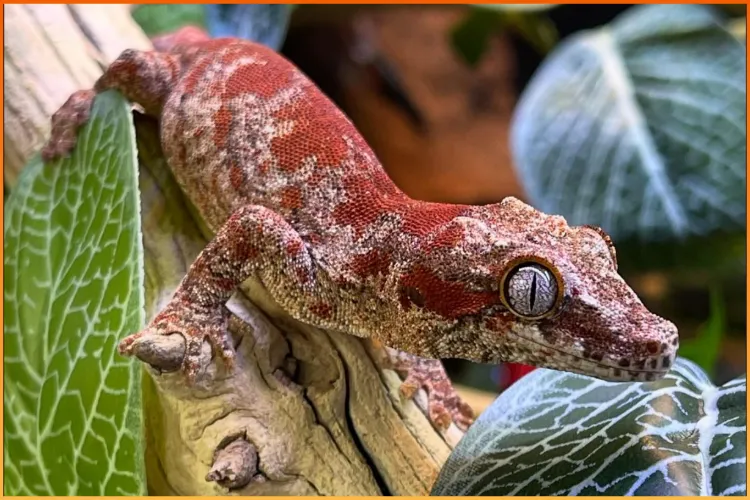 Gargoyle Gecko with red, white, and brown coloration, sitting on a green leaf in its terrarium at Boise Reptile Company in Boise, Idaho