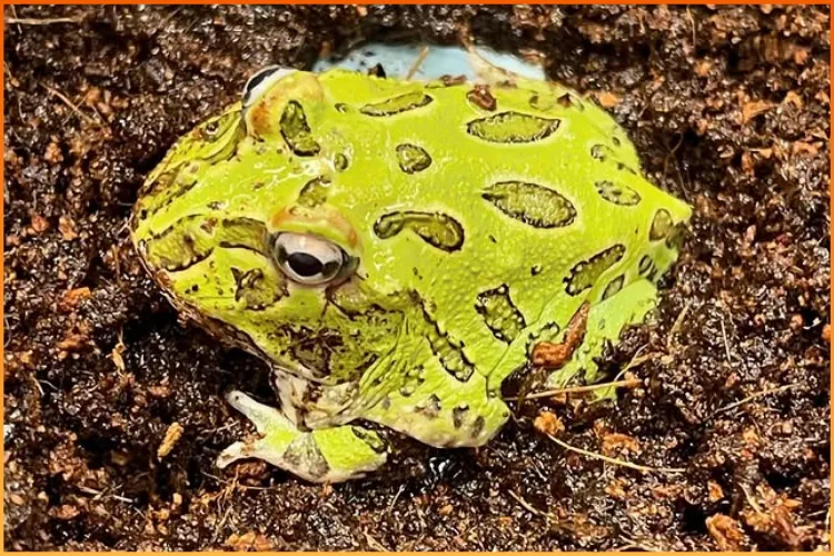 Green Pacman frog for sale at Boise Reptile Company in Boise, Idaho