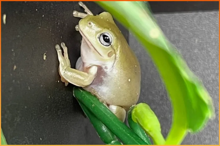 White's tree frog for sale at Boise Reptile Company in Boise, Idaho